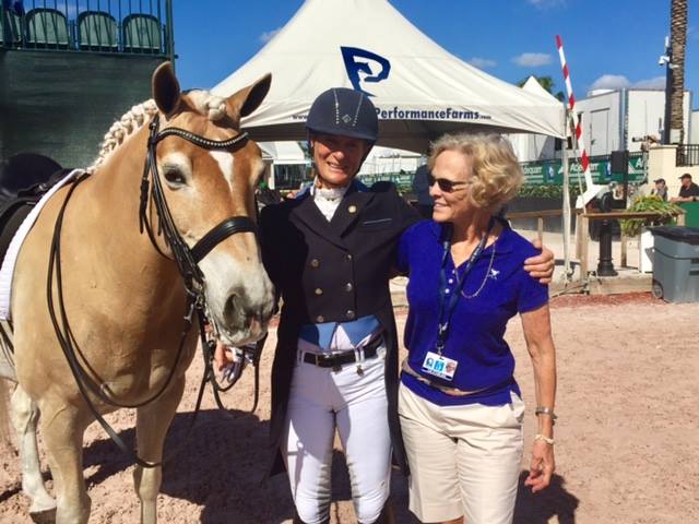 Lutz - Dressage Haflinger